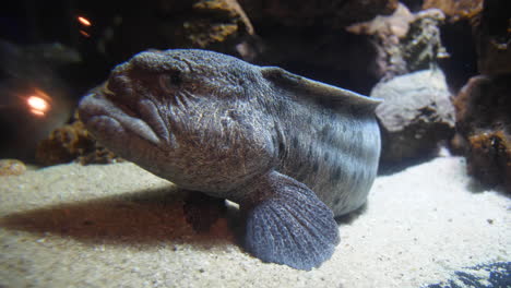 Sideway-view-of-a-wolf-eel,-devil-fish,-atlantic-wolffish-in-an-aquarium